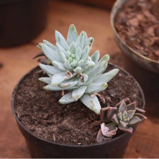 Suculentas em Botucatu, SP por Botucatu Garden