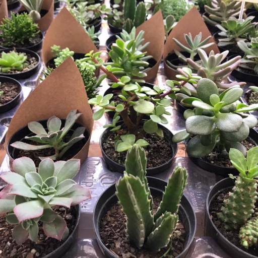 Suculentas em Botucatu, SP por Botucatu Garden