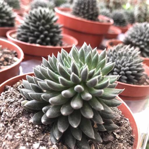 Suculentas em Botucatu, SP por Botucatu Garden