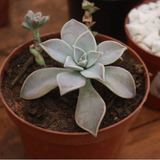 Suculentas em Botucatu, SP por Botucatu Garden