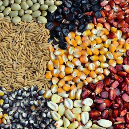 Sementes por Indiaçú Agro Soluções