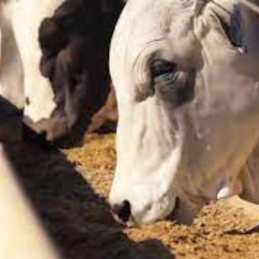 Ração por Indiaçú Agro Soluções