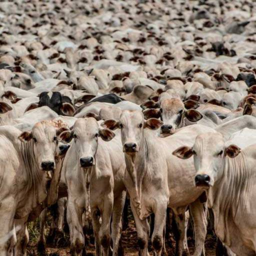Compra e Venda de Vacas e Bois por Indiaçú Agro Soluções