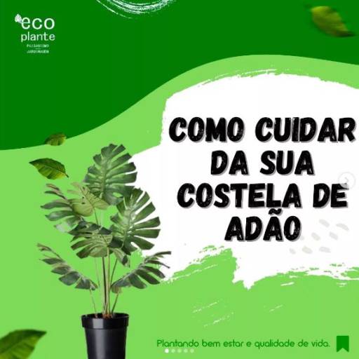 Comprar o produto de Como cuidar da sua Costela de Adão em Jardinagem pela empresa Ecoplante Paisagismo e Jardinagem em Botucatu, SP por Solutudo