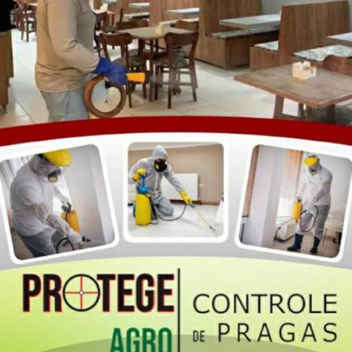 Dedetização em Bom Jesus da Lapa