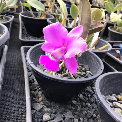 Flores e Folhagens em Americana  em Americana, SP por Ferro & Flor Decoração e Paisagismo 