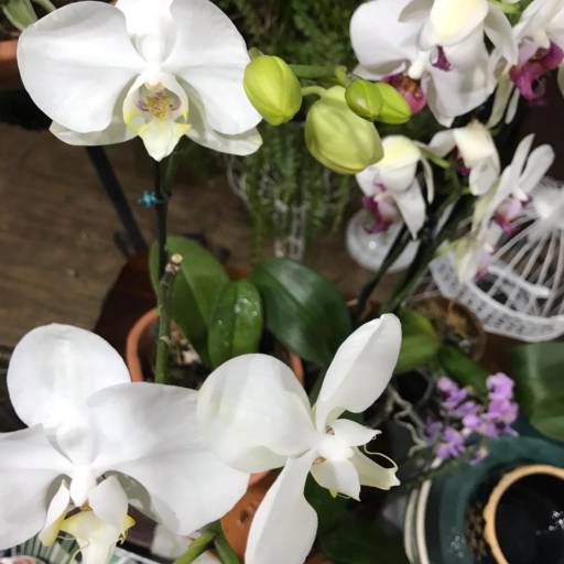 Flores e Folhagens em Americana  em Americana, SP por Ferro & Flor Decoração e Paisagismo 