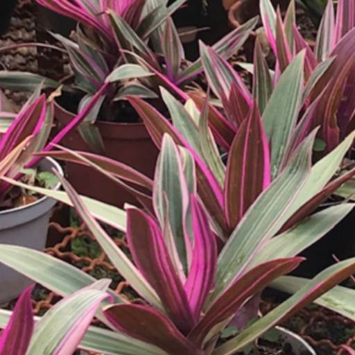 Flores e Folhagens em Americana 