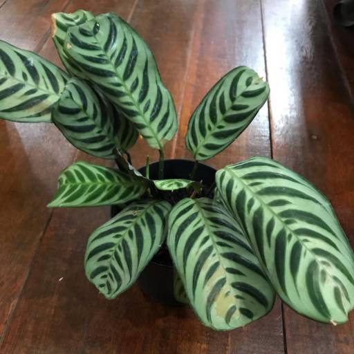 Flores e Folhagens em Americana  em Americana, SP por Ferro & Flor Decoração e Paisagismo 