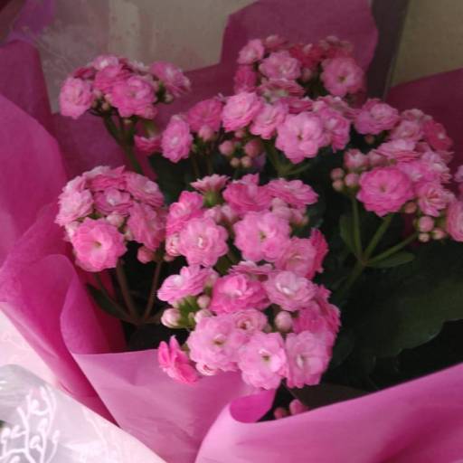 Flores para Presentear as Mães por Recanto Das Flores Embu Flores para Presentear as Mães por Recanto Das Flores Embu