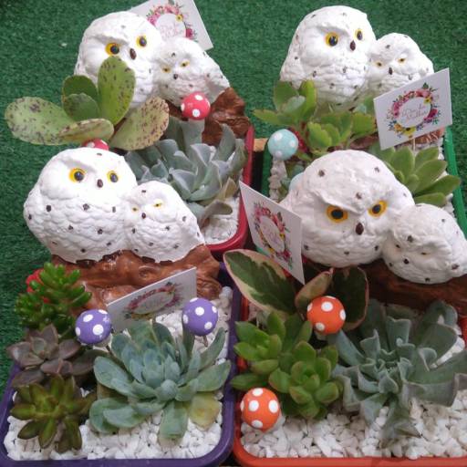 Suculentas por Recanto Das Flores Embu
