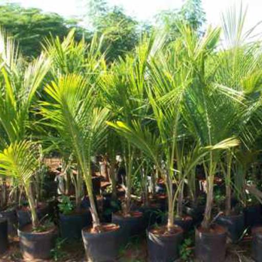 Comprar o produto de coco anão  em Plantas pela empresa Paraíso Jardim - Serviços de Paisagismo em Itapetininga, SP por Solutudo