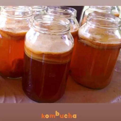 Kombucha em fase de fermentação do chá por Komsaúde Kombucha e Kefir