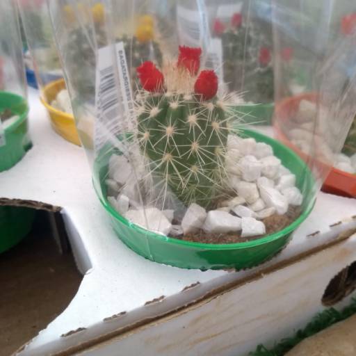 Cactos  em Botucatu, SP por Botucatu Garden