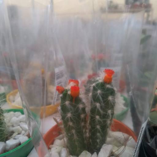 Cactos  em Botucatu, SP por Botucatu Garden