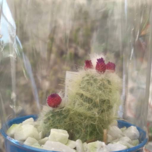 Cactos  em Botucatu, SP por Botucatu Garden