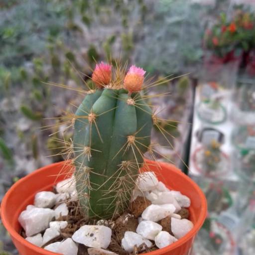 Cactos  em Botucatu, SP por Botucatu Garden