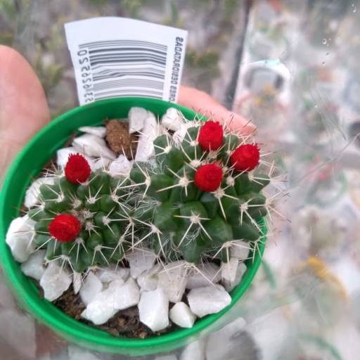 Cactos  em Botucatu, SP por Botucatu Garden