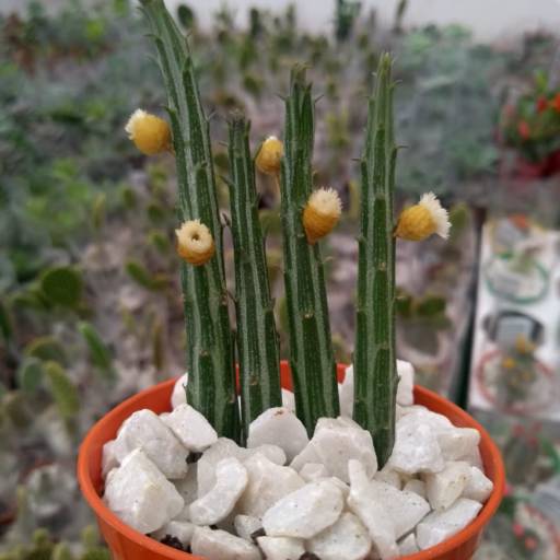 Cactos  em Botucatu, SP por Botucatu Garden