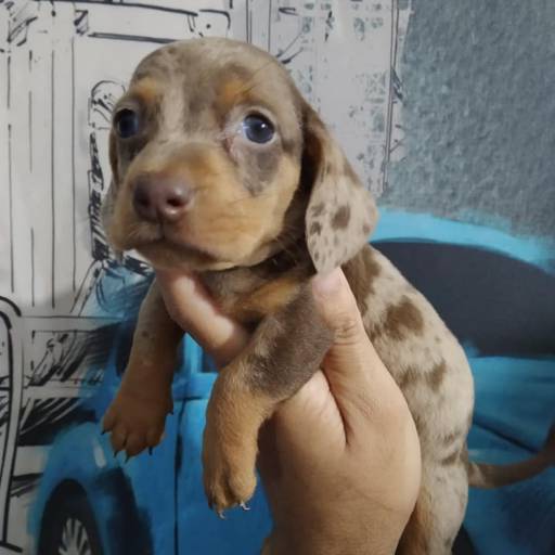 Vendas de Filhote - Seu Novo Companheiro Espera por Você - Itanhaém/SP por Boutique Animal Espaço Vip