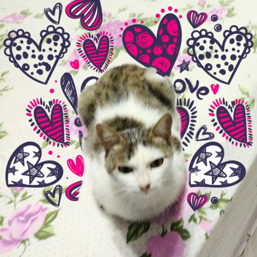 Hospedagem de Longa Duração por Hotel da Vivi Hotel para Cachorros e Hotel para Gatos em Atibaia