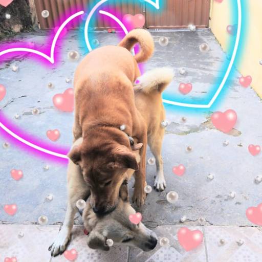 Hospedagem de Longa Duração por Hotel da Vivi Hotel para Cachorros e Hotel para Gatos em Atibaia