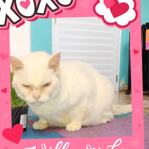 Hospedagem de Longa Duração por Hotel da Vivi Hotel para Cachorros e Hotel para Gatos em Atibaia