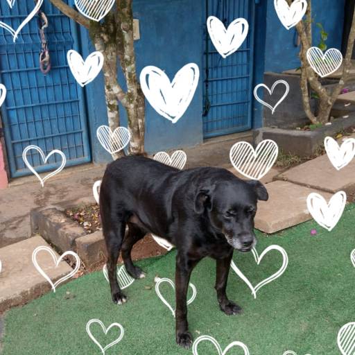 Hospedagem de Longa Duração por Hotel da Vivi Hotel para Cachorros e Hotel para Gatos em Atibaia