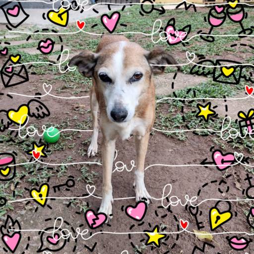 Hospedagem de Longa Duração por Hotel da Vivi Hotel para Cachorros e Hotel para Gatos em Atibaia