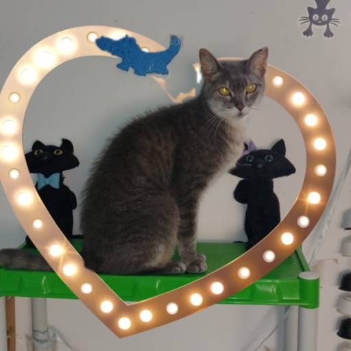 Hospedagem de Longa Duração por Hotel da Vivi Hotel para Cachorros e Hotel para Gatos em Atibaia