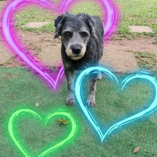 Hospedagem de Longa Duração por Hotel da Vivi Hotel para Cachorros e Hotel para Gatos em Atibaia