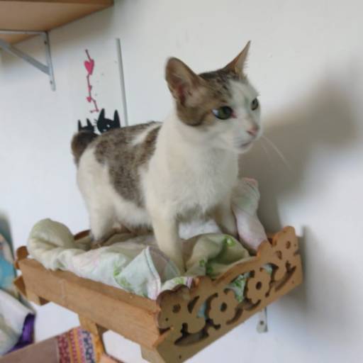 Hospedagem de Longa Duração por Hotel da Vivi Hotel para Cachorros e Hotel para Gatos em Atibaia