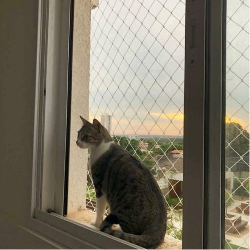 Tela de proteção para animais