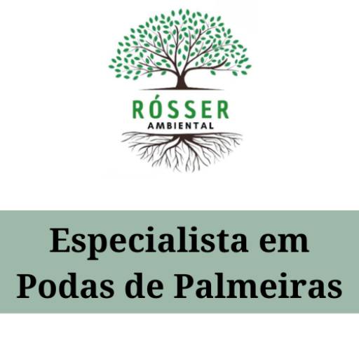 Especialista em Podas de Palmeiras por Ròsser Ambiental - Poda de Árvores