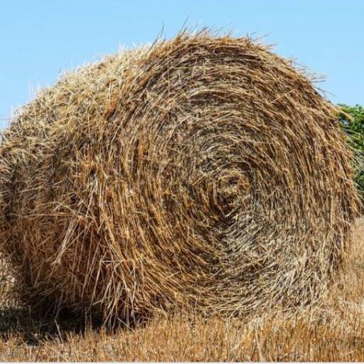 Feno por Agropecuária Lukan Casa de Ração, Pet Shop, Produtos Veterinários e Agrícolas Feno por Agropecuária Lukan Casa de Ração, Pet Shop, Produtos Veterinários e Agrícolas