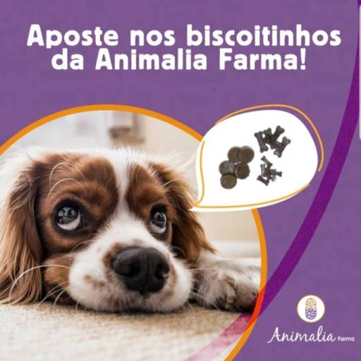 Biscoitos para cães e gatos