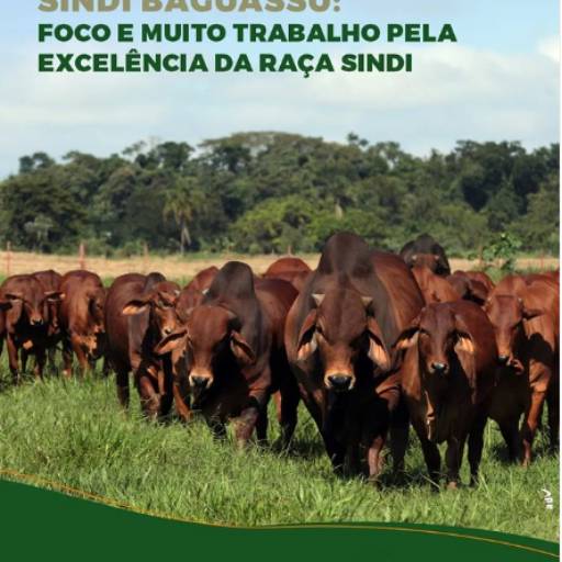 Sindi Baguassu