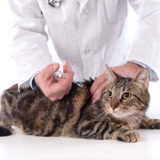 Vacinação em gatos por Convet
