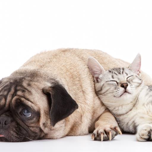 Clínica Geral veterinária para Cães e Gatos por Convet