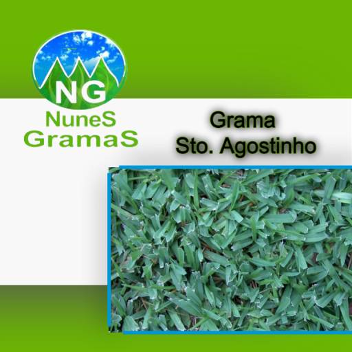 Comprar o produto de Grama Santo Agostinho! em Grameiras pela empresa Nunes Gramas em Itapetininga, SP por Solutudo