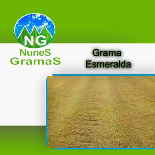 Comprar o produto de Grama Esmeralda! em Grameiras pela empresa Nunes Gramas em Itapetininga, SP por Solutudo