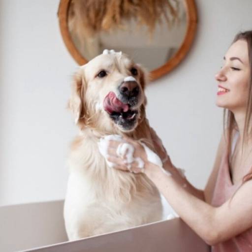 Hidratação Pet com Máscara – PETBEL em Avaré SP