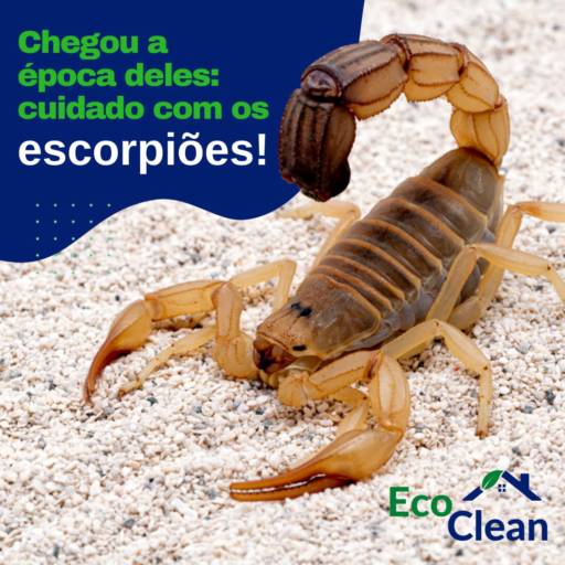 Dedetização de Escorpião por Eco Clean Dedetizadora Avaré