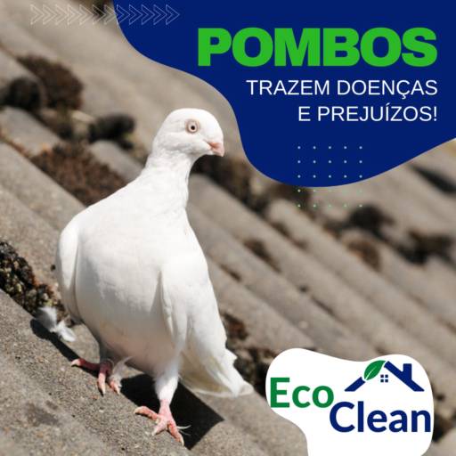 Controle de Pombo por Eco Clean Dedetizadora Avaré