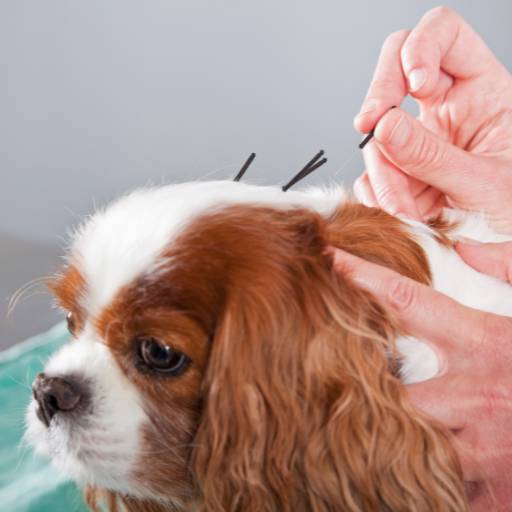 Acupuntura Veterinária para Cães e Gatos por Clínica Veterinária Mikosz