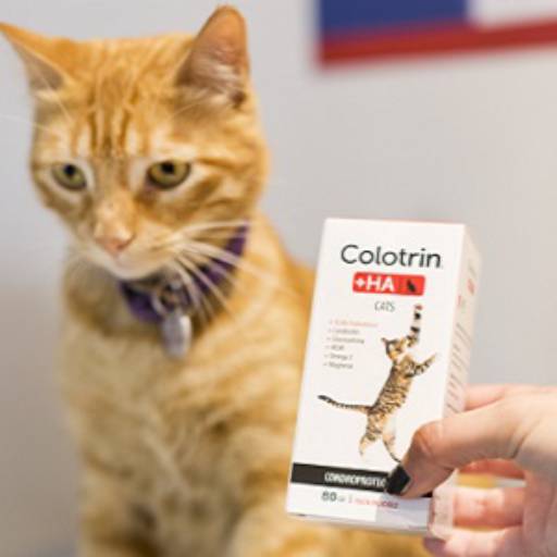 Comprar o produto de Remédio para articulações de Gatos em Gatos pela empresa FarVet Farmácia Veterinária Atibaia em Atibaia, SP por Solutudo