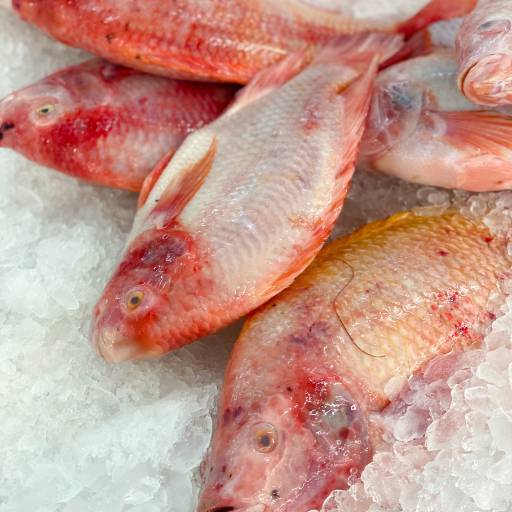 Venda de peixe fresco em Tonantins  por Pescados Sara