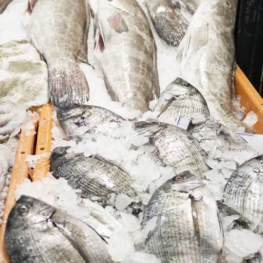 Comprar o produto de Venda de peixes para consumo  em Peixarias pela empresa Pescados Sara em Tonantins, AM por Solutudo