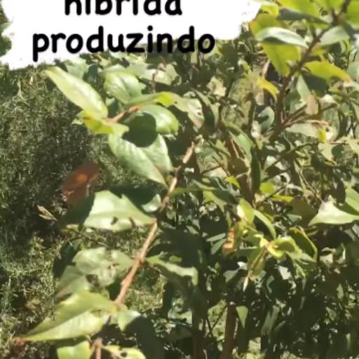 Jabuticabeira híbrida  por Botânica Vitoratti -  Paisagismo e Jardinagem