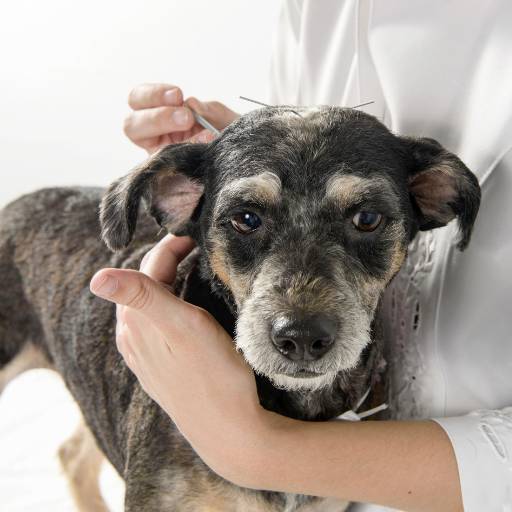 Acupuntura Veterinária  por Vet 4 Pet Veterinária Avançada